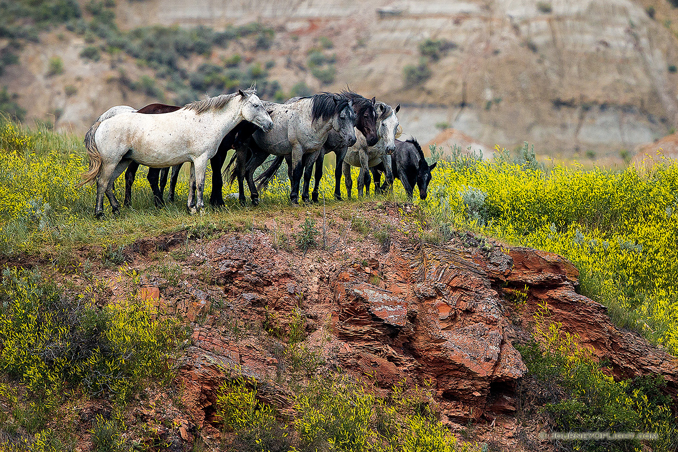 http://www.journeyoflight.com/journey12/photographs/color/wildlife/larger/img_8543-horses-theodore-roosevelt-np-cliff-crop.jpg