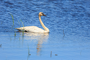 A wildlife photograph of a trumpeter swan in the Sandhills of central Nebraska. - Nebraska Photograph