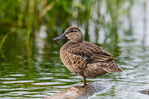 A mallard female sits on a log on a small pond deep in the Sandhills of Nebraska. - Nebraska Photograph