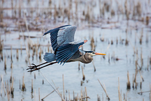 A great blue heron silently glides above the marsh at Squaw Creek National Wildlife Refuge (Loess Bluffs). - Missouri Photograph