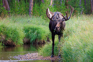 A wildlife photograph of a bull moose in the North Inlet at Rocky Mountain National Park, Colorado. - Colorado Wildlife Photograph