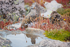 A wildlife photograph of a rock ptarmigan at Rocky Mountain National Park, Colorado. - Colorado Wildlife Photograph Photograph