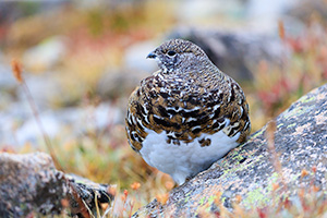 A wildlife photograph of a rock ptarmigan on the tundra at Rocky Mountain National Park, Colorado. - Colorado Wildlife Photograph Photograph