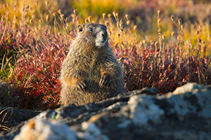 A wildlife photograph of a yellow-bellied marmot at Rocky Mountain National Park. - Colorado Wildlife Photograph Photograph