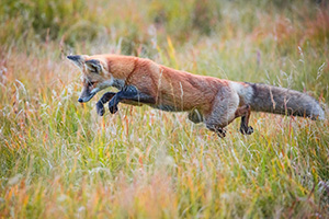 A red fox pounces on unsuspecting prey in the Kawuneeche Valley of western Rocky Mountain National Park, Colorado. - Colorado Photograph