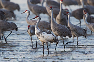 A leucistic Sandhill Crane wades through the waters of the Platte River at dusk. - Nebraska Photograph