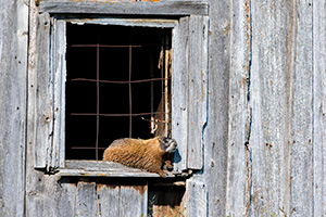 A wildlife photograph of a marmot sunning itself on an old shed in the Blacks Hills area of South Dakota. - South Dakota Photograph