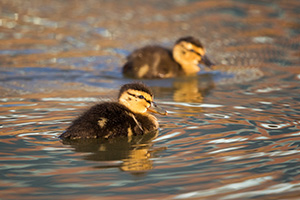 Two mallard ducklings play in a pond in Omaha, Nebraska. - Nebraska Photograph