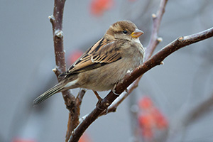 A sparrow stops briefly in a bush before finding some berries to feast on. - Nebraska Photograph