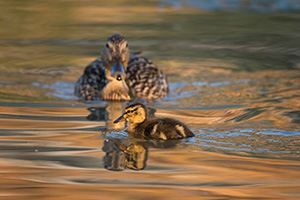 A mallard duckling swims across a small pond while the mother mallard watches. - Nebraska Photograph