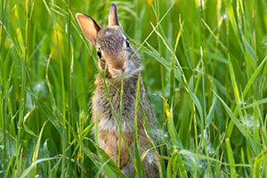 A photograph of a bunny rabbit chewing on grass in a field in rural Nebraska. - Nebraska Photograph