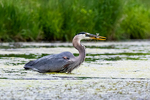 A Nebraska wildlife photograph of a heron catching a fish on Shadow Lake, Nebraska. - Nebraska Wildlife Photograph