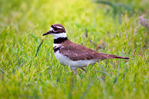 A wildlife photograph of a killdeer in the sandhills region of Nebraska. - Nebraska Photograph