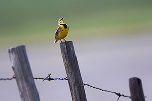 A photograph of a western meadowlark singing on a fence post in Nebraska. - Nebraska Photograph