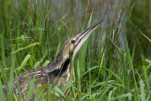 An American Bittern looks out across a small lake in the Sandhills of Nebraska. - Nebraska Photograph