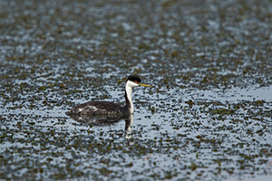 A Western Grebe floats on the lake at Smith Lake Wildlife Management Area in the Sandhills of Nebraska. - Nebraska Photograph