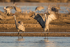 A Sandhill Crane twirls an dances in the early morning sunlight on a sandbar in the Platte River in Nebraska. - Nebraska Photograph