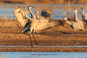 A wildlife photograph of a Sandhill Crane dancing in the morning sun. - Nebraska Photograph