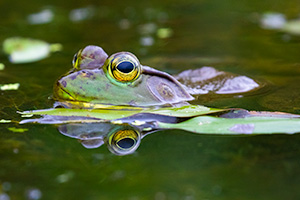 A wildlife photograph of a bullfrog by the shore in Sarpy County, Nebraska. - Nebraska Photograph