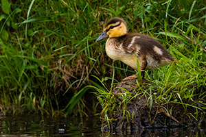 A Nebraska wildlife photograph of a duckling getting ready to jump into the water. - Nebraska Wildlife Photograph