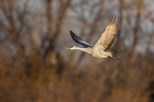 A Sandhill Crane gets ready to soar through the sky above the Platte River in Central Nebraska in the warm morning light. - Nebraska Photograph