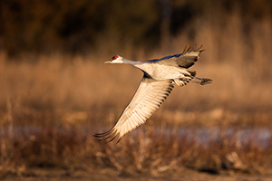 A Sandhill Crane banks above the Platte River in Central Nebraska in the warm morning light. - Nebraska Photograph