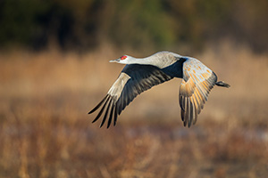 A Sandhill Crane glides through the sky above the Platte River in Central Nebraska in the warm morning light. - Nebraska Photograph