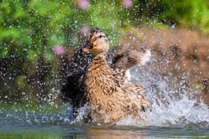 A wildlife photograph of a duck cooling off in Sarpy County, Nebraska. - Nebraska Photograph