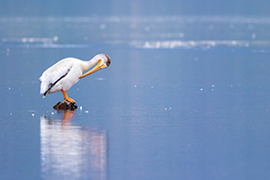 Wildlife photograph of a pelican resting on a rock at Grand Lake, Colorado. - Colorado Wildlife Photograph Photograph