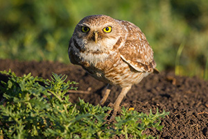 A burrowing owl is prepared to take flight to look for food for its family. - South Dakota Photograph