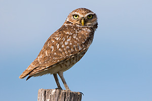 A burrowing owl watches for prey on the Oglala Grasslands from a fencepost. - Nebraska Photograph