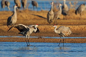 A wildlife photograph of two Sandhill Cranes in the morning sun. - Nebraska Photograph