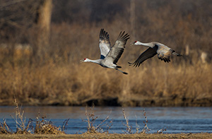 Two Sandhill Cranes take off from the Platte River. Each February through April hundreds of thousands of cranes migrate through the Platte River Valley in central Nebraska. - Nebraska Photograph
