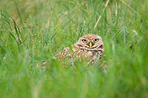 An adult burrowing owl watches from his burrow on the Oglala Grasslands in western Nebraska. - Nebraska Photograph