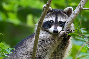 A wildlife photograph of a raccoon in a tree at Fontenelle Forest in eastern Nebraska. - Nebraska Photograph