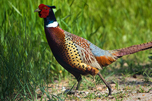 A pheasant ducks into the tall grass at Crescent Lake Wildlife Management Area in the Sandhills of Nebraska. - Nebraska Photograph