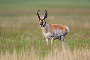 An American Antelope (Pronghorn) pauses on a hill before heading off in the Sandhills of Nebraska. - Nebraska Photograph