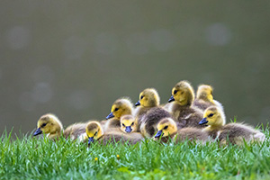 A group of goslings pile on top of one another at Schramm Park State Recreation Area. - Nebraska Photograph