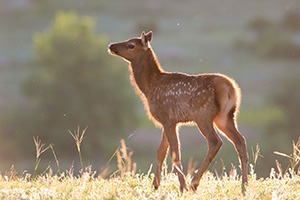 A young elk calf pauses in Moraine Park in Rocky Mountain National Park, it's fur glowing in the warm morning sun. - Colorado Wildlife Photograph