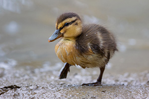 A mallard duckling waddles near a small pond in Omaha, Nebraska. - Nebraska Photograph