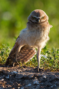 A young owl chick stretches his wing in the morning sun in Badlands National Park, South Dakota. - South Dakota Wildlife Photograph