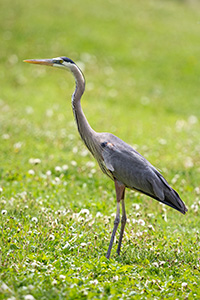 A blue heron stands silently at Schramm State Recreation Area in eastern Nebraska. - Nebraska Photograph