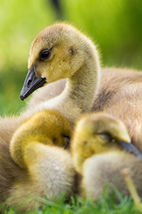 Two goslings huddle together as a third keeps watch at Schramm State Recreation Area in eastern Nebraska. - Nebraska Photograph