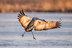 A Sandhill Crane lands on a sandbar on the Platte River in central Nebraska. - Nebraska Photograph