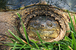 A wildlife photograph of a snapping turtle in eastern Nebraska. - Nebraska Wildlife Photograph