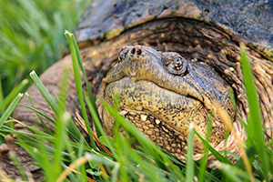 A wildlife photograph of a snapping turtle in eastern Nebraska. - Nebraska Wildlife Photograph