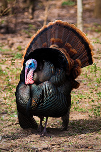 A turkey shows its plumage and does a dance for the ladies nearby. - Nebraska Photograph
