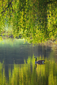 A Canada Goose glides across a lake at Mahoney State Park in the morning sun. - Nebraska Photograph