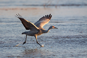A Sandhill Crane begins to run and prepares to take flight on the Platte River in central Nebraska. - Nebraska Photograph