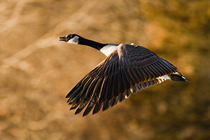 A Canada Goose at Schramm State Recreation Area in eastern Nebraska takes flight after being startled. - Nebraska Photograph